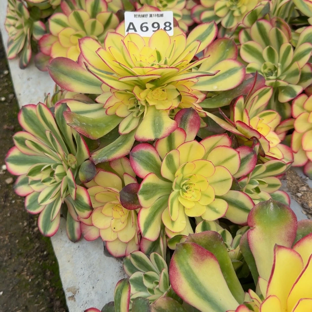 698荔枝。多肉植物