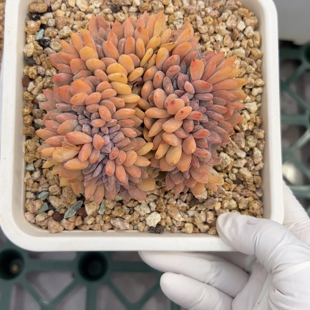 梦之雪缀化多肉植物