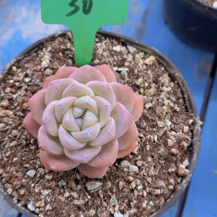 小*船30多肉植物一物一拍