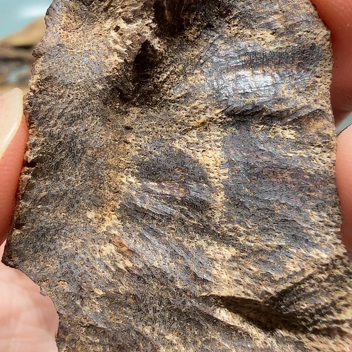 海南沉水根部包头壁2.58g