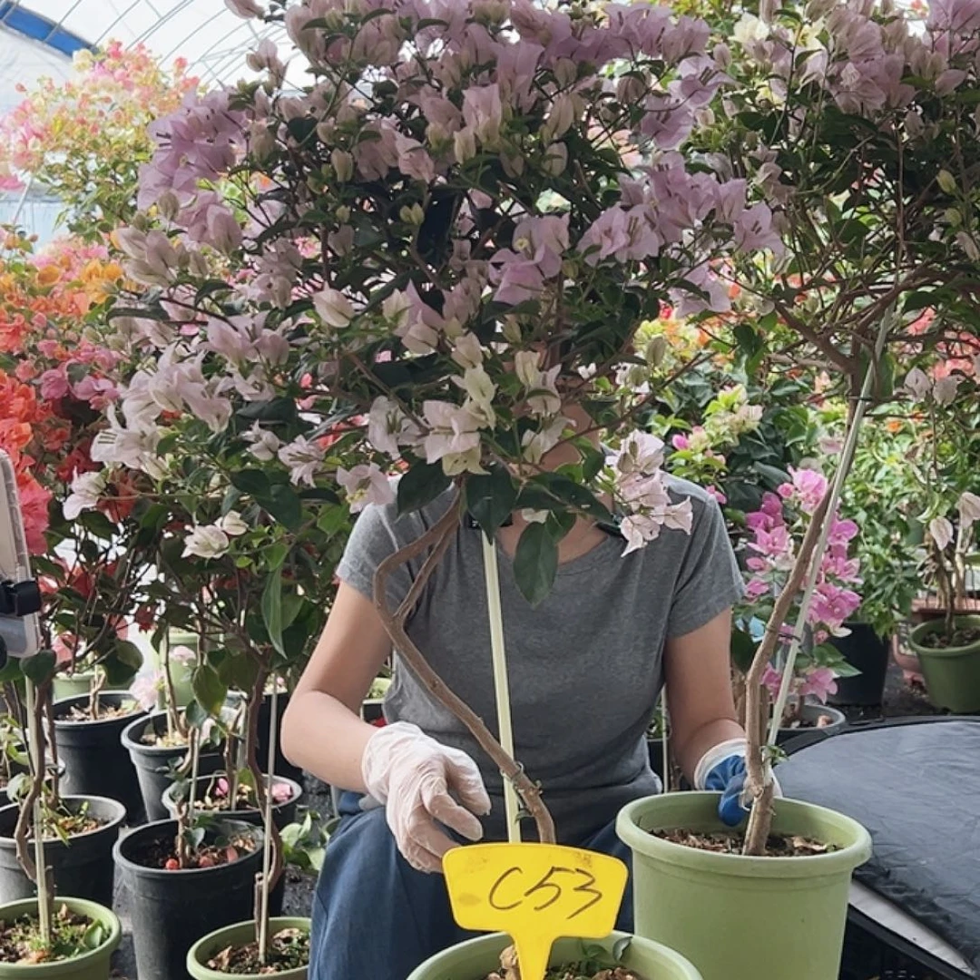 果***妈大部分花苞少量开放C53苹果花