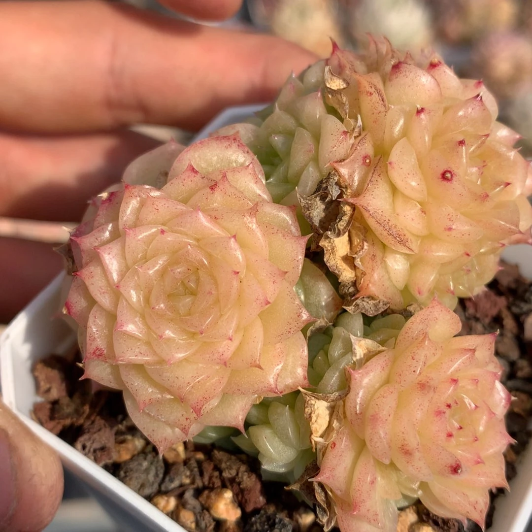 0223-58 麦杆优选