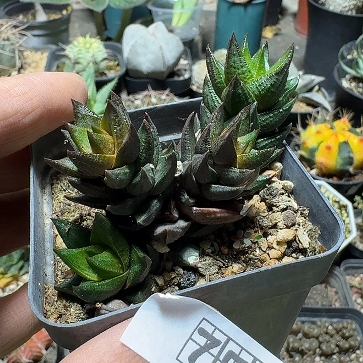 756黑蜥蜴脱土发货