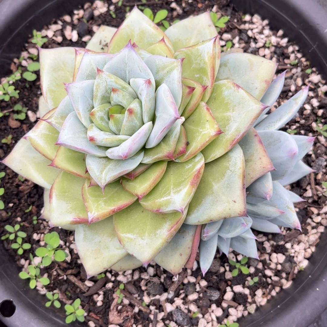 新疆西藏内蒙不包邮，卡杂