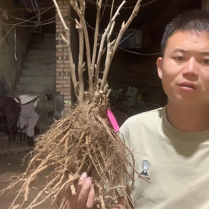 ****子当前无花栽培后可以开花