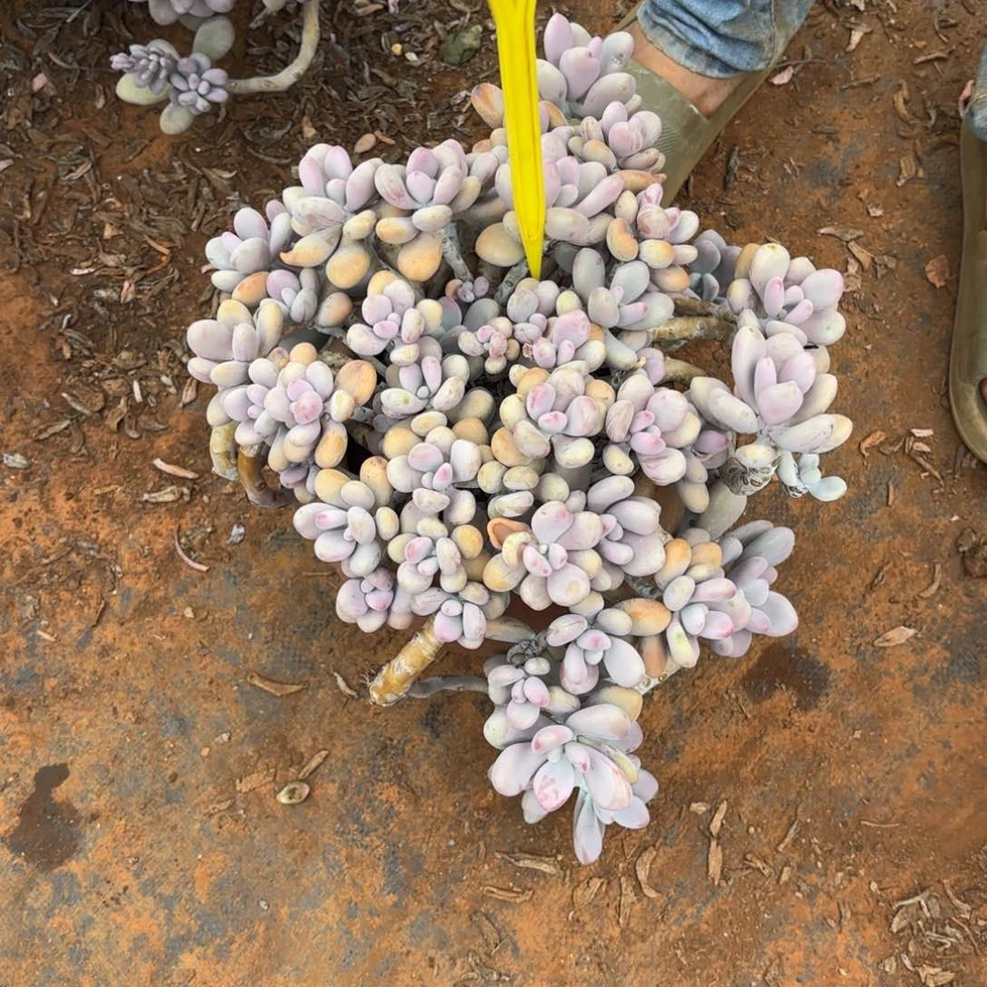 平*。11号老庄多肉植物
