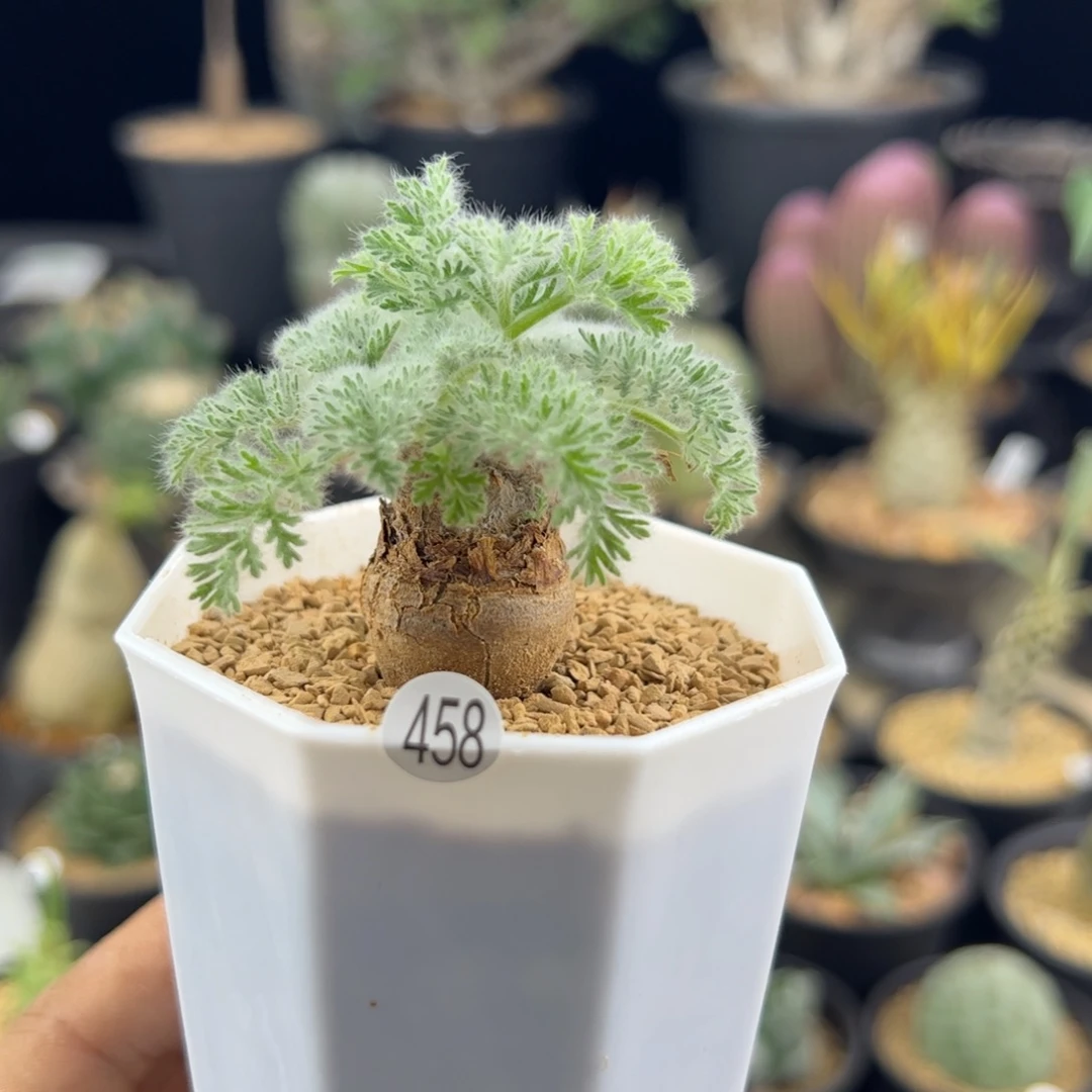 羽叶洋葵一物一拍