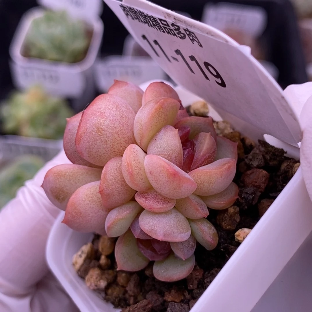 【闪购商品】11-119琴心