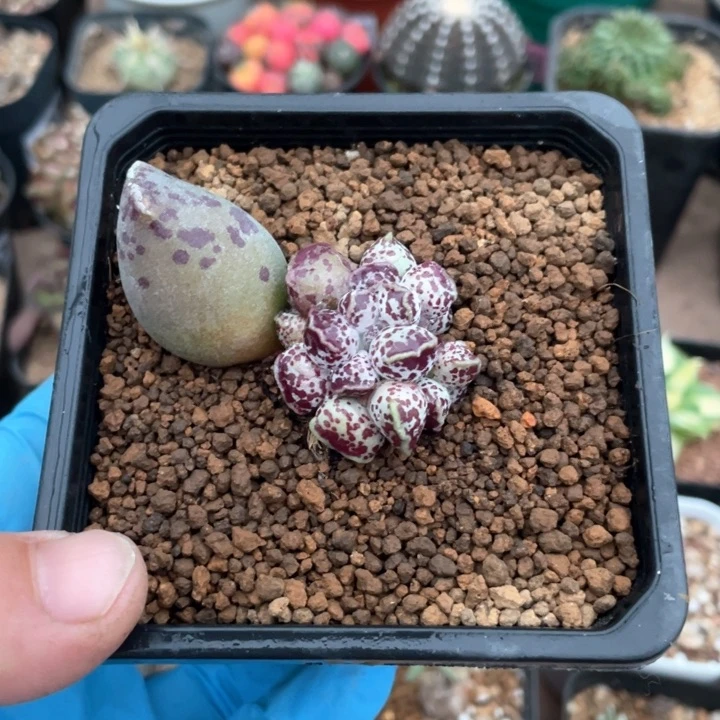 296丸叶精控海豹