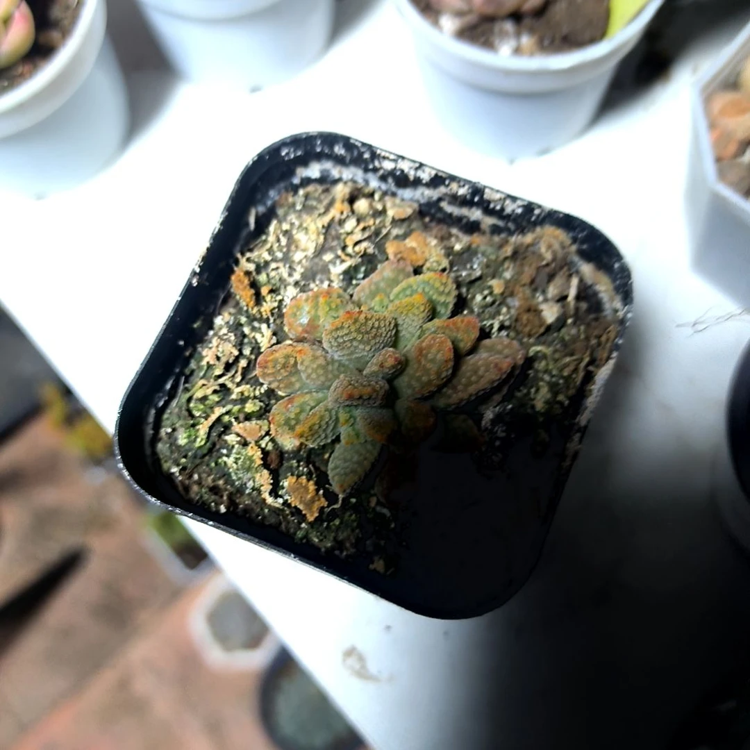 满6元包邮，火星兔子