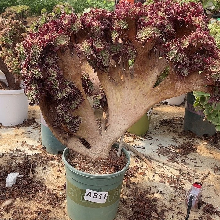 A811欧紫缀化自然朵朵85-1脱土包邮
