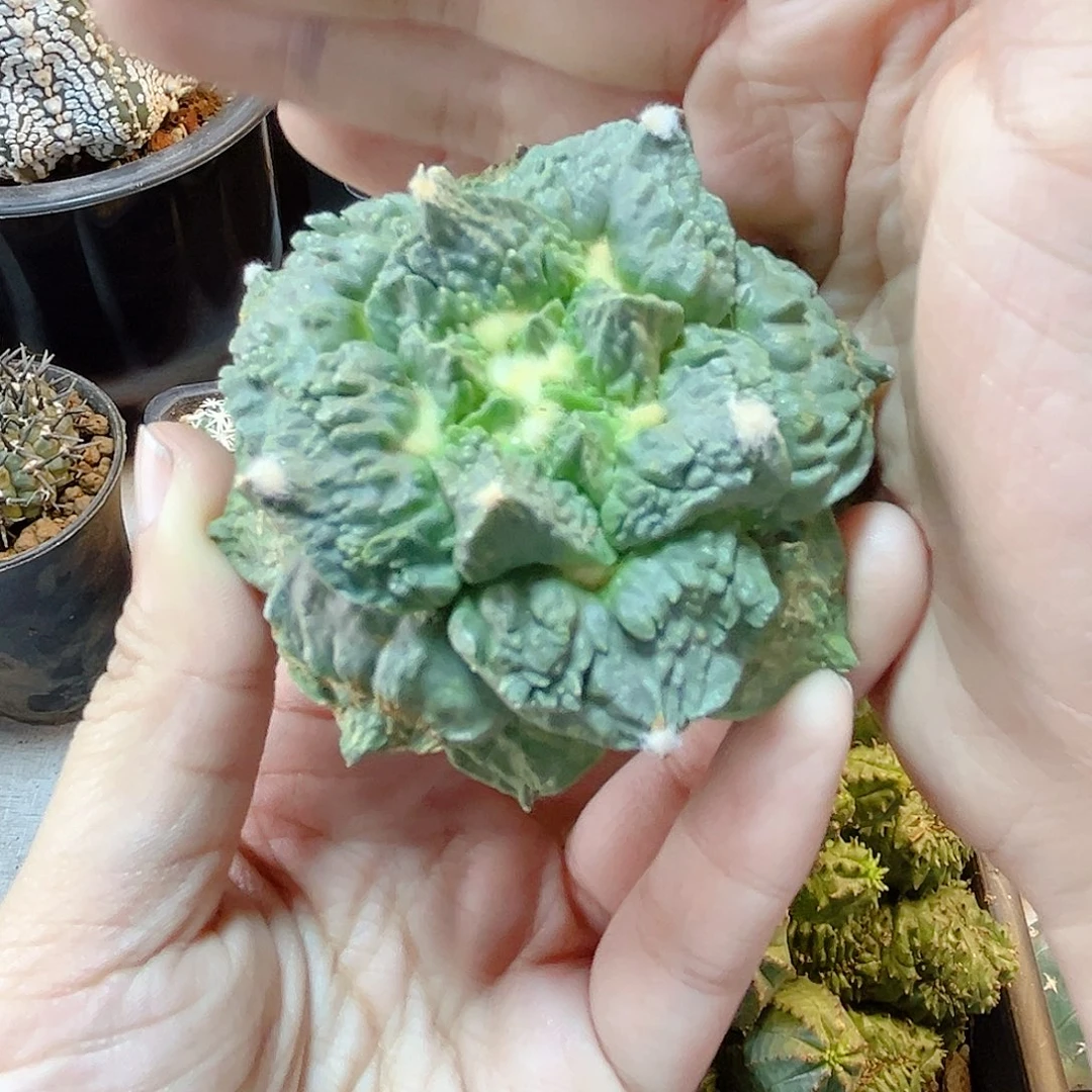 晚34号苗接怒涛无根6.7公分