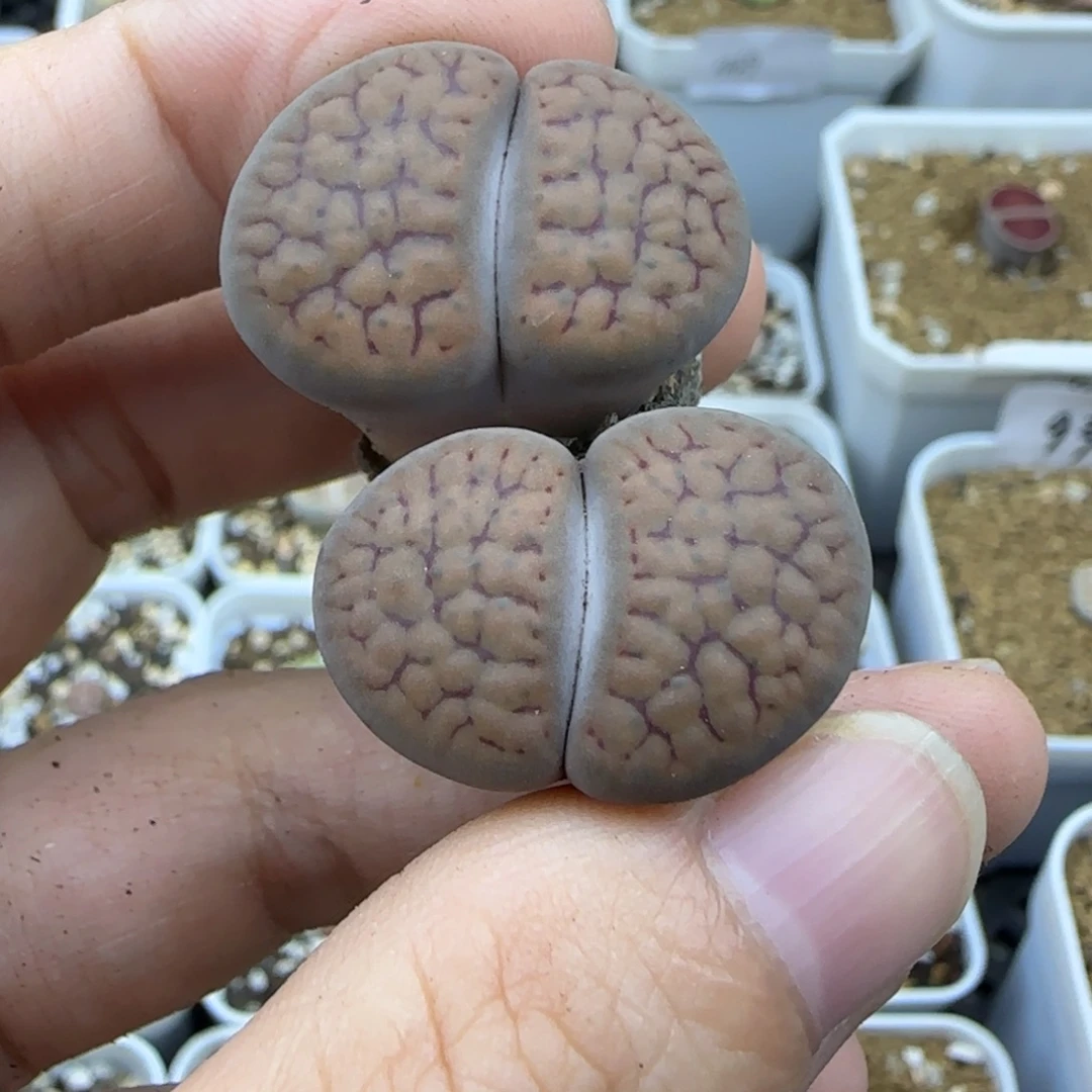 59咖色大公爵清框福利30包邮