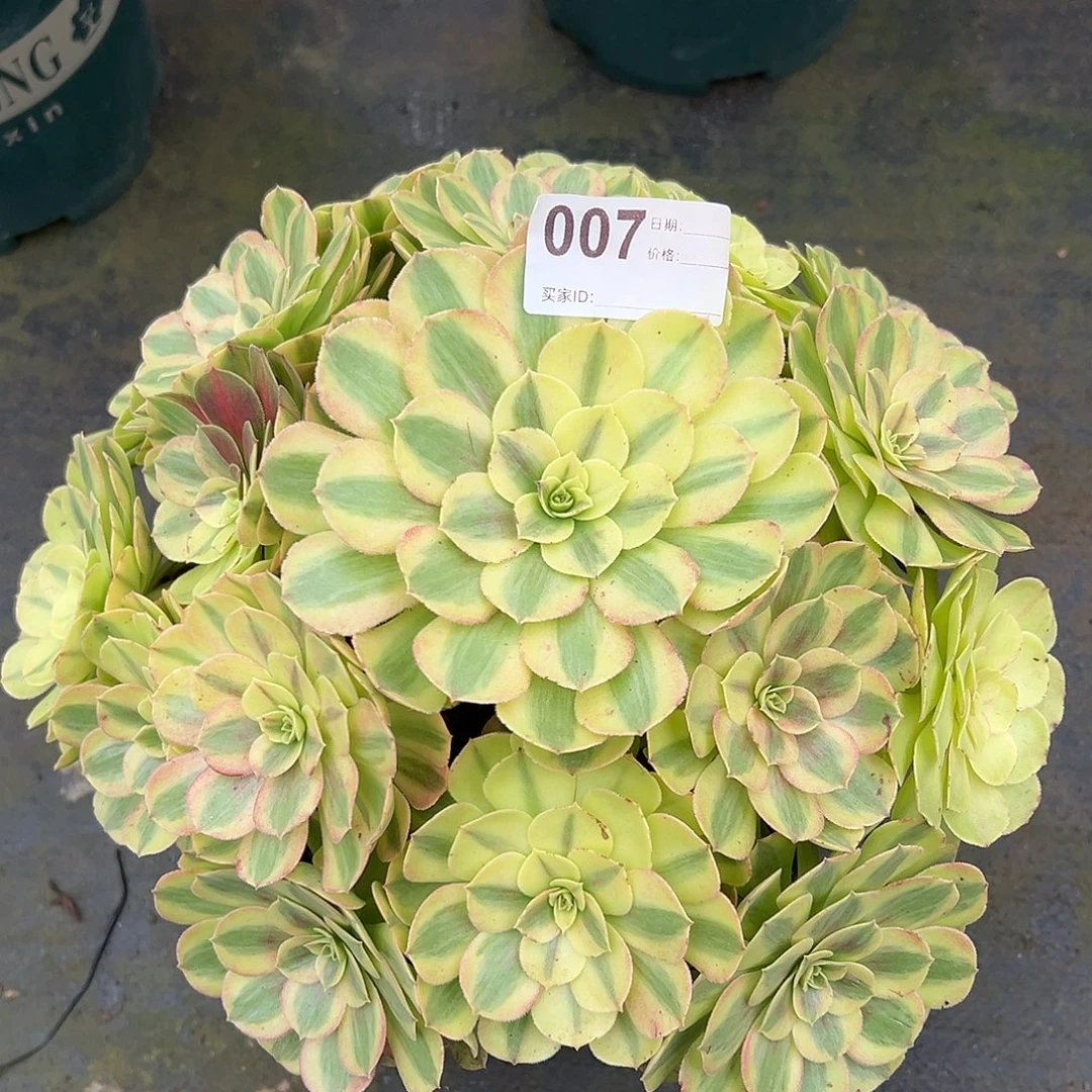 007雨荷多肉法师当然