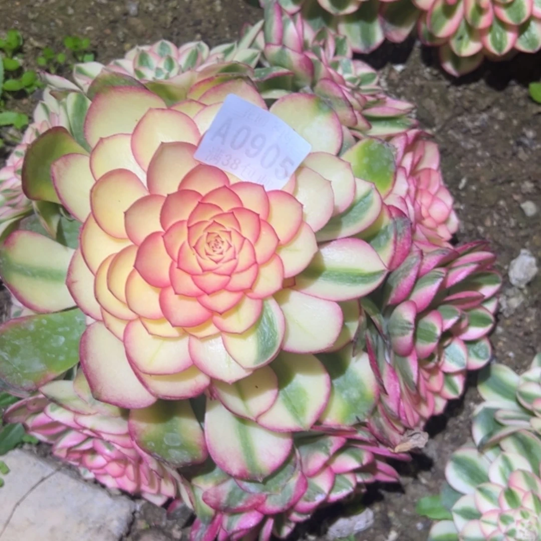 【闪购商品】905荔枝多肉