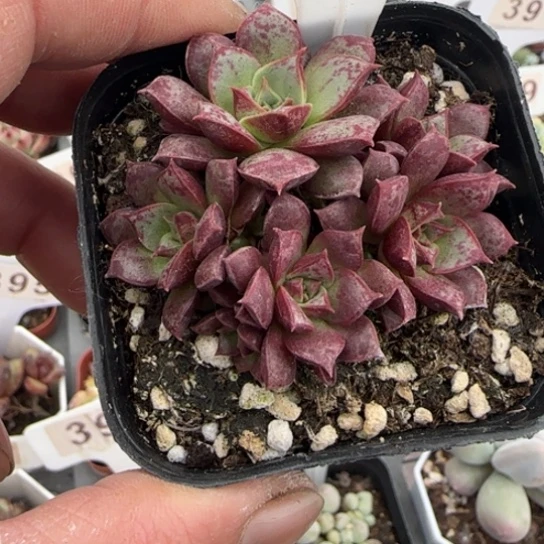 356罗西玛一物一拍多肉