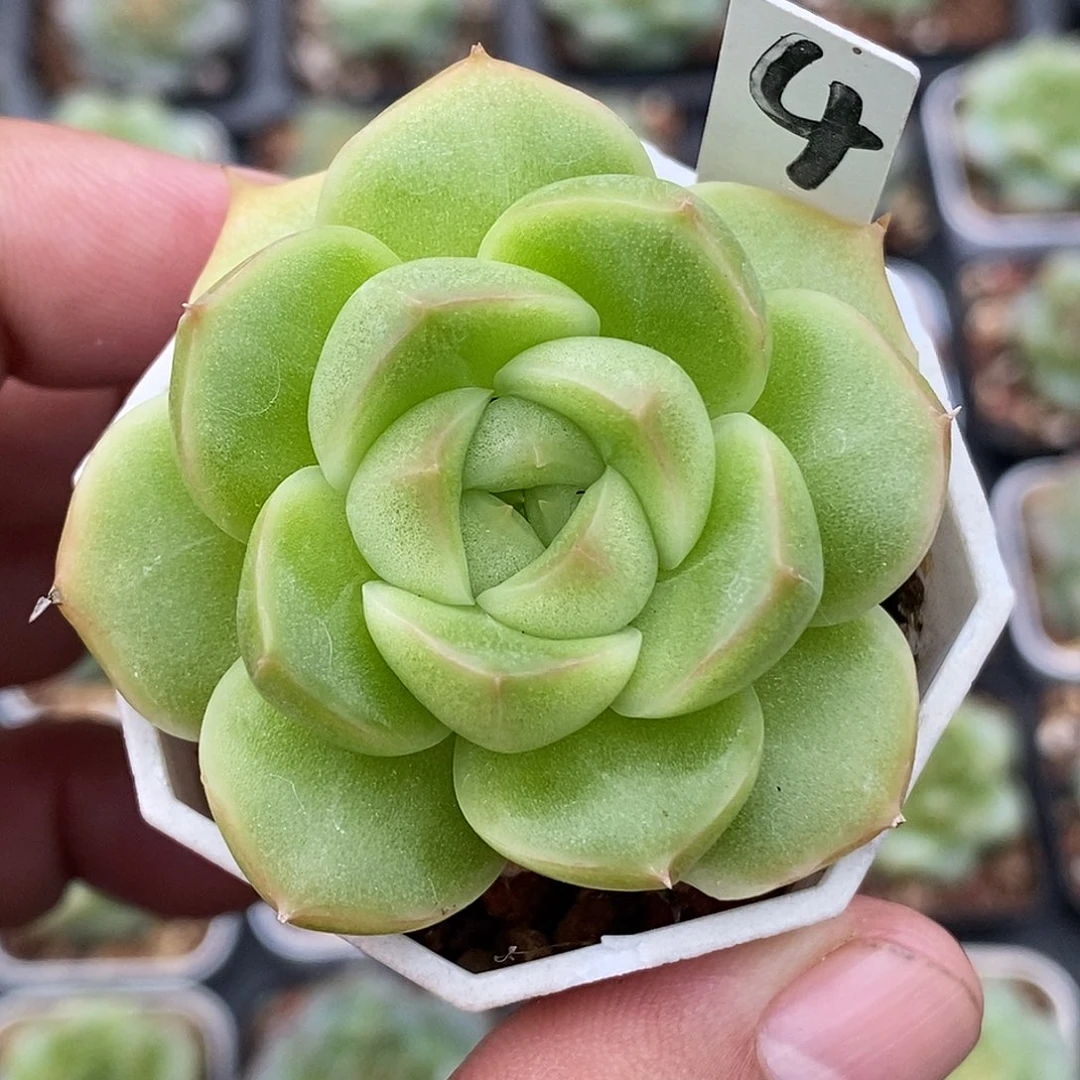 珍妮麦30包邮非偏远