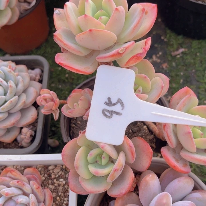 健健康康平平安安