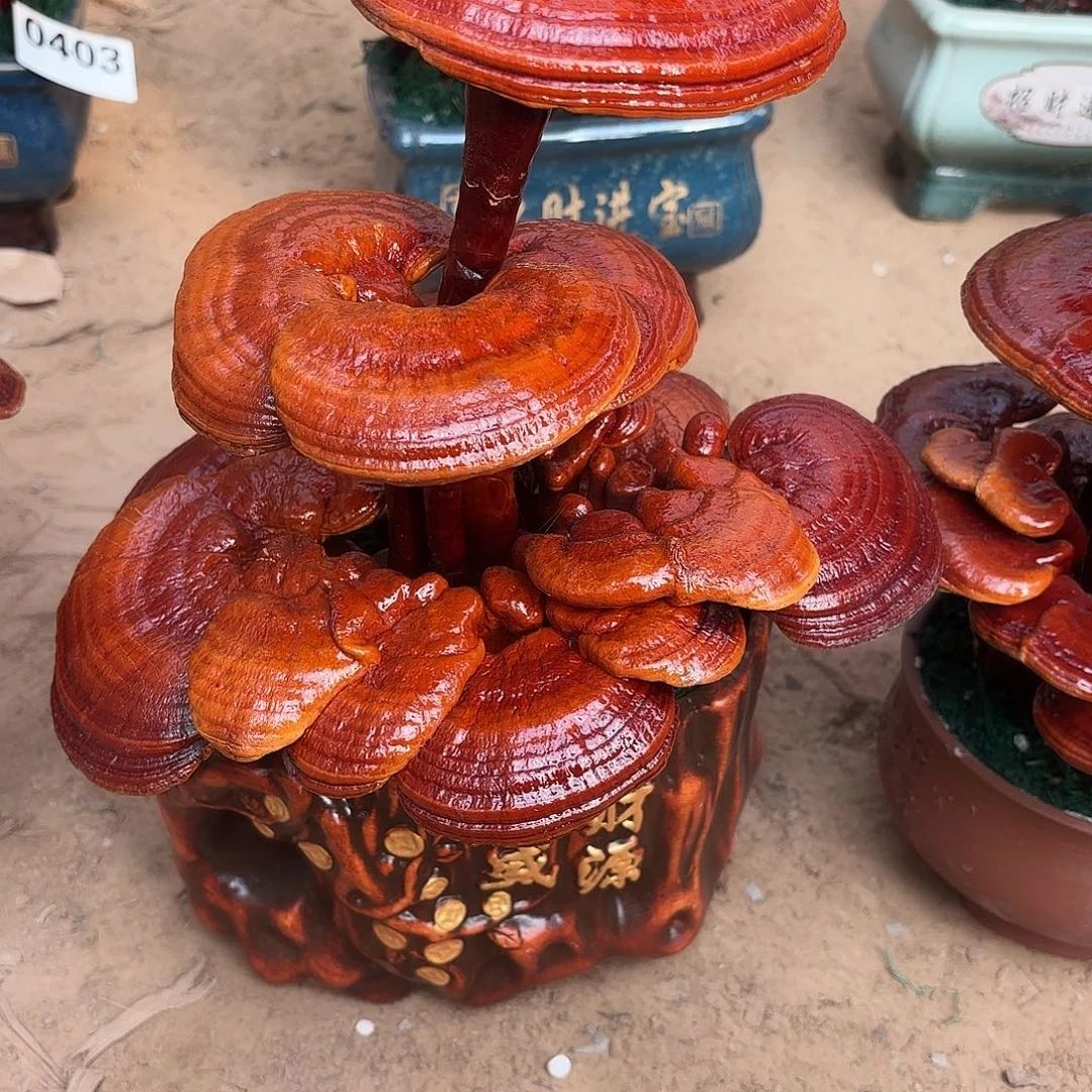 无花朵灵芝是我国著名植物