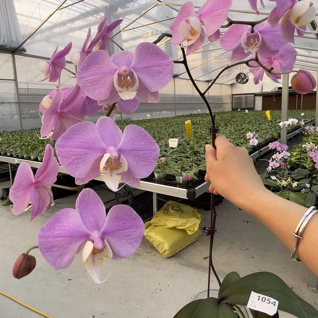 大量花朵（建议范围：8朵-15朵 或40%以上）编号1054M608交桑德