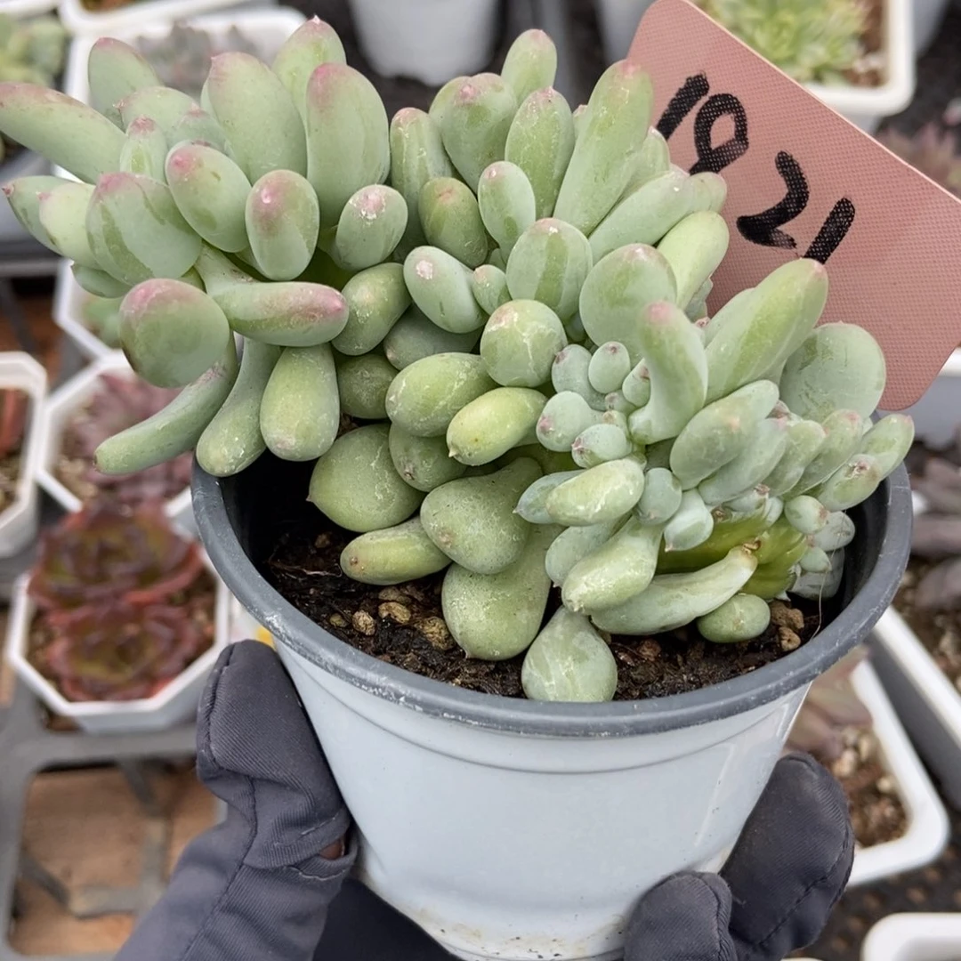 1821糖豆奶缀多肉植物