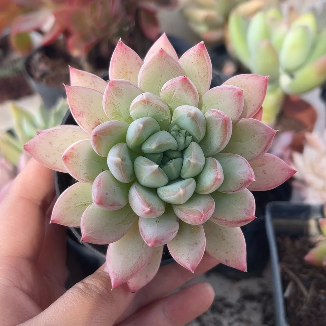 普拉达。 11111111111