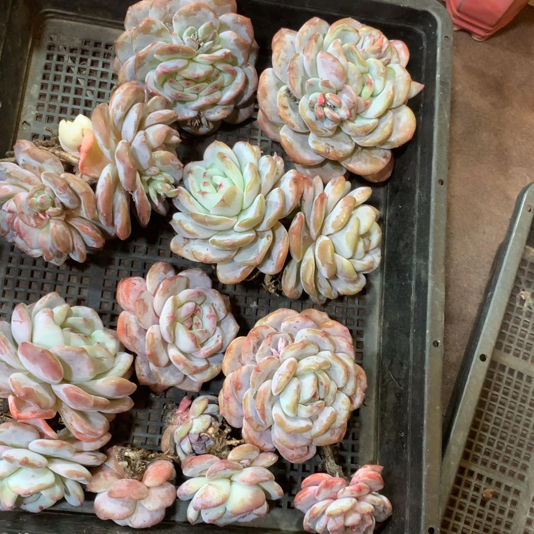 哈哈哈哈哈哈哈哈石榴籽冰玉
