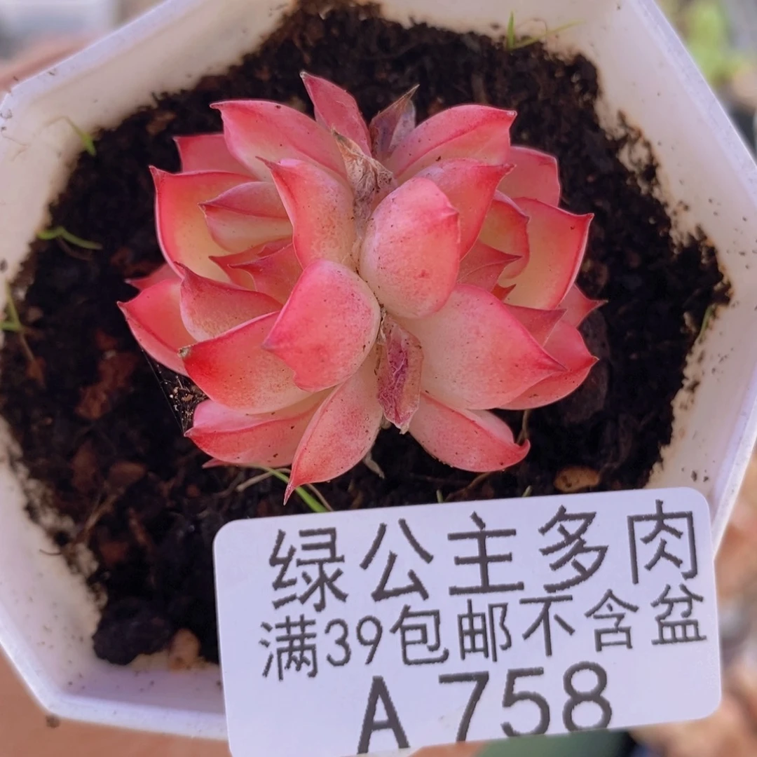 法兰西玫瑰4cm758多肉植物
