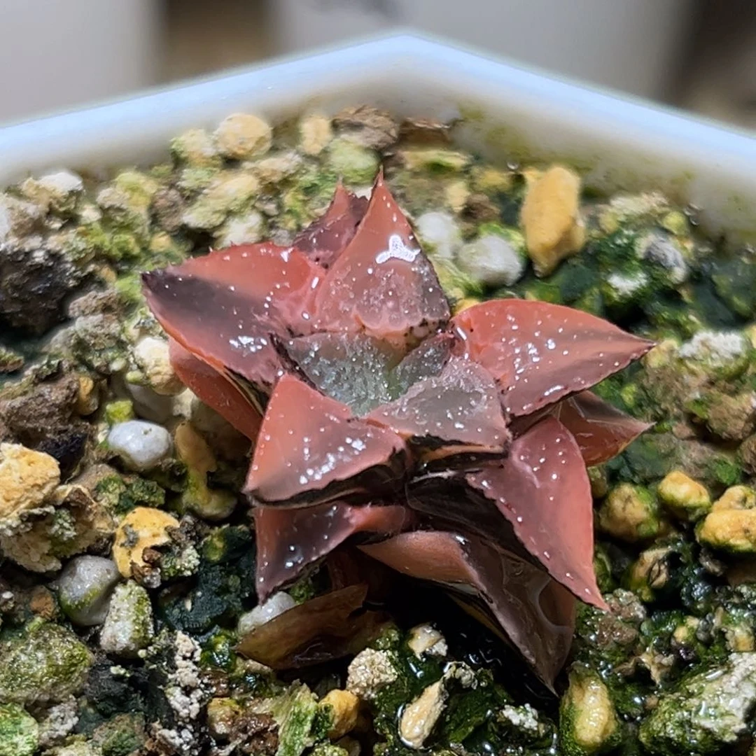 恭喜发财大吉大利805