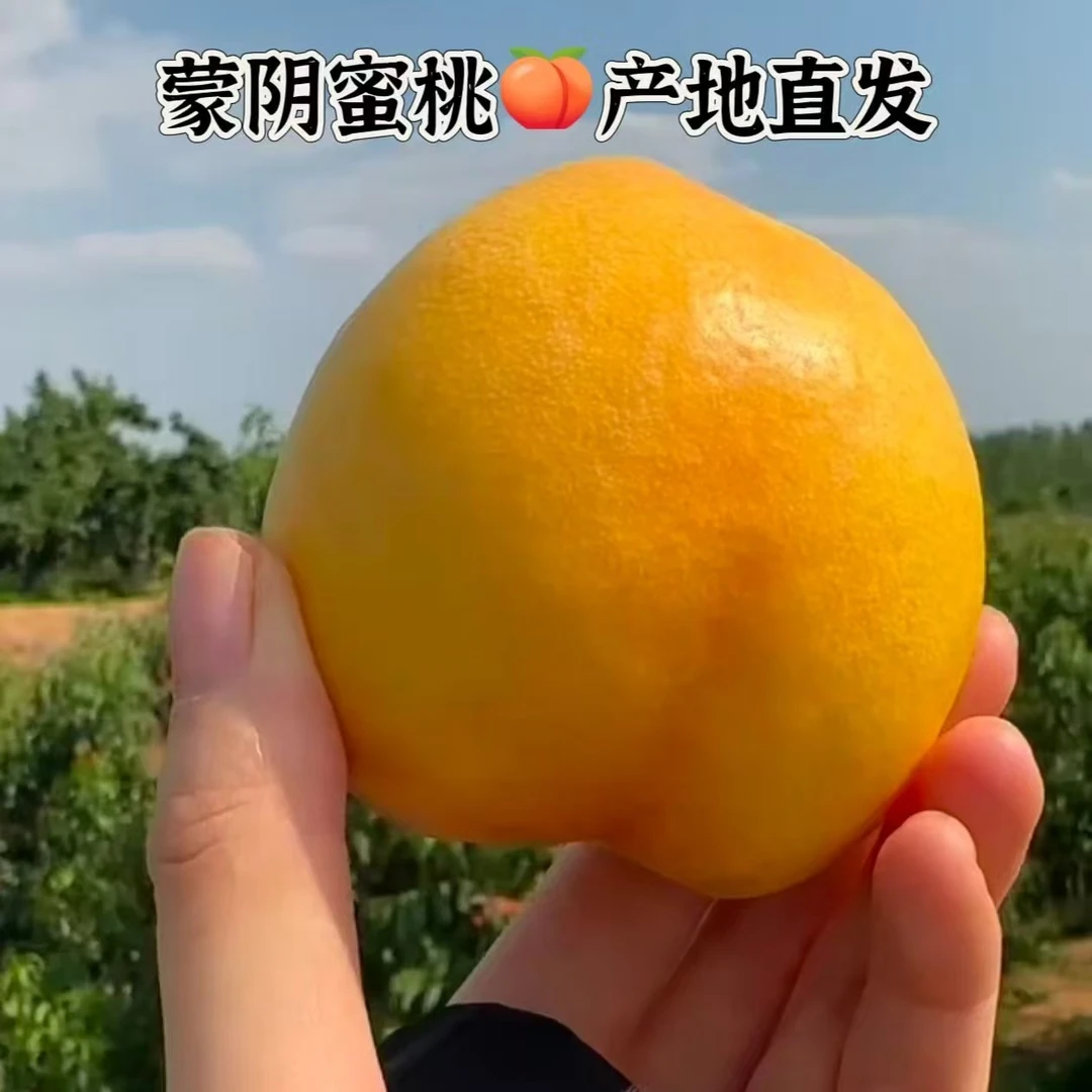 蒙阴黄金油桃香甜多汁皮薄新鲜当季热卖黄桃