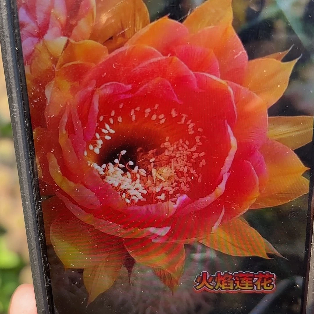 火焰莲花侧牙20包邮仙人球