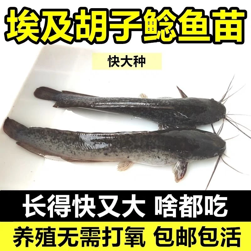 埃及塘鲺鱼苗革胡子鲶鱼苗塘角鱼埃及鱼苗淡水食用养殖