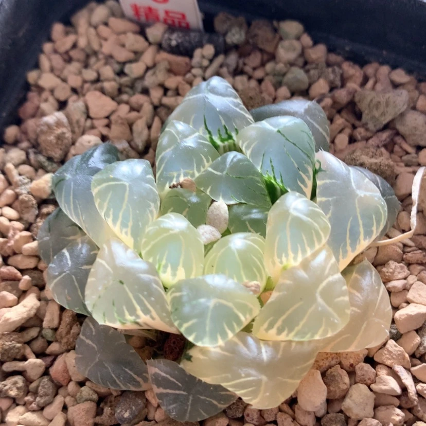 【闪购商品】6实生玉露