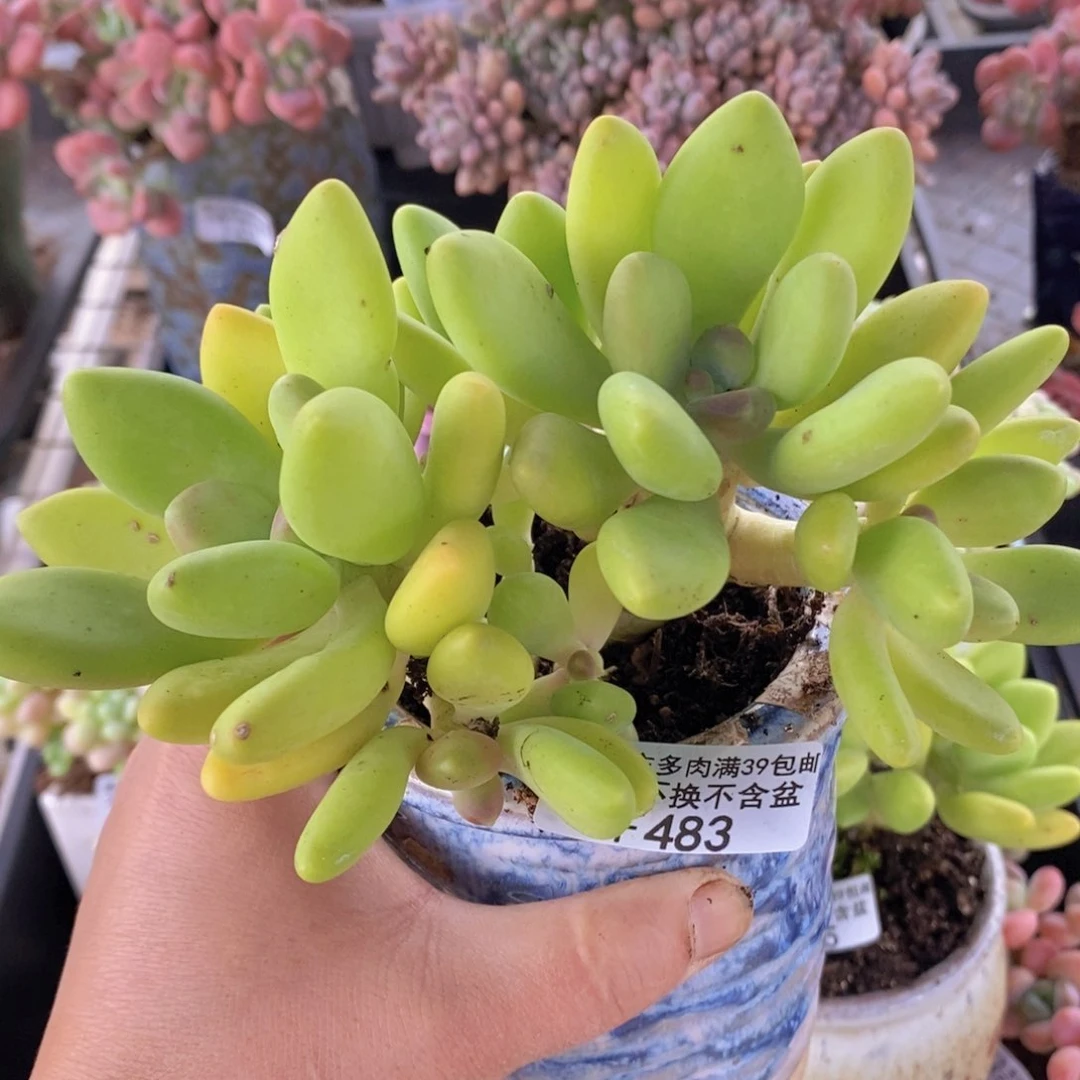 芒果奶13cm483多肉植物