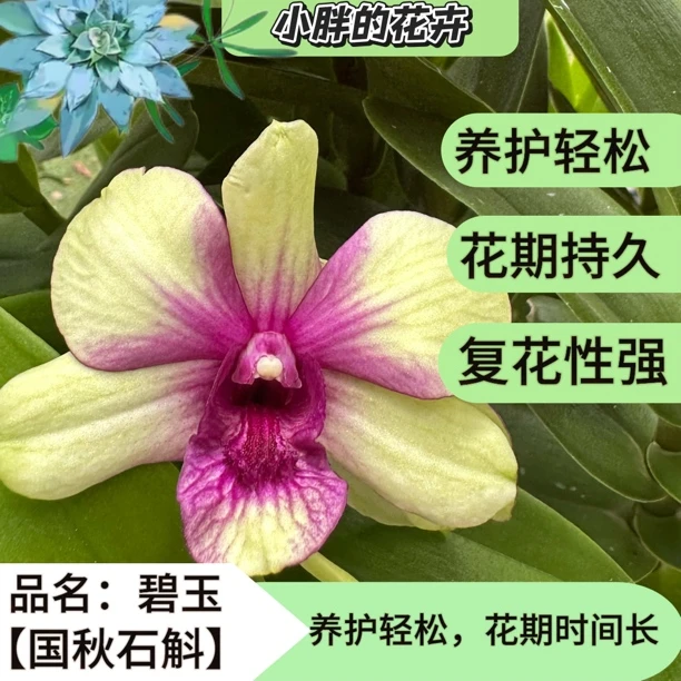 【小胖】精品秋石斛《碧玉稀缺秋石斛盆栽多年生石斛花适合阳台客厅