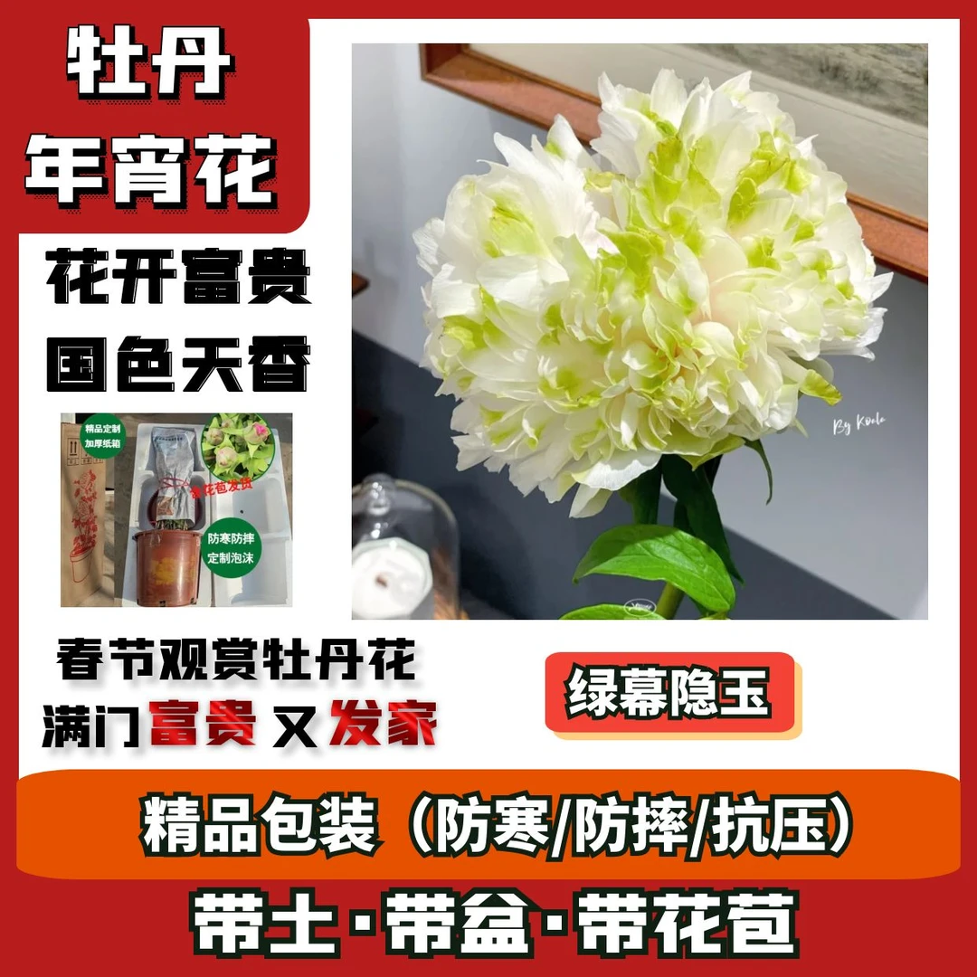 【邮政助农补贴】绿幕隐玉牡丹年宵花催花盆栽室内养护坏损包赔