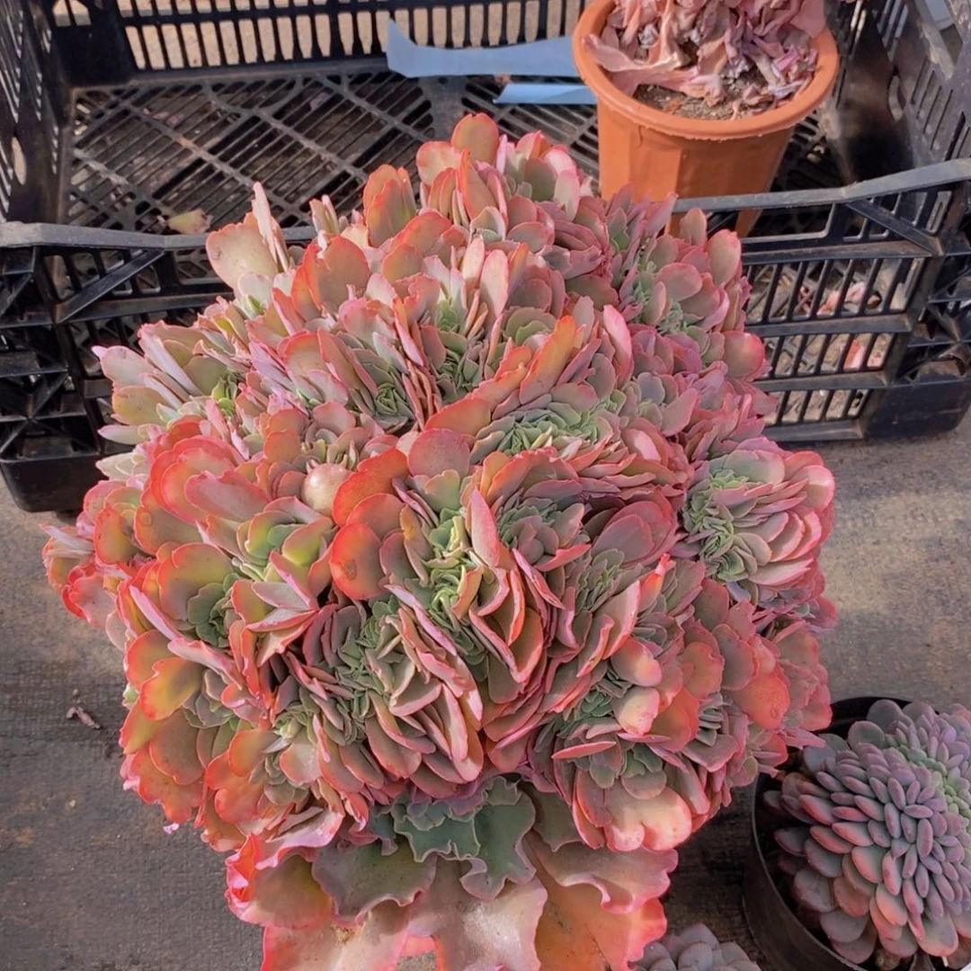 6994高沙之翁缀化一物一拍