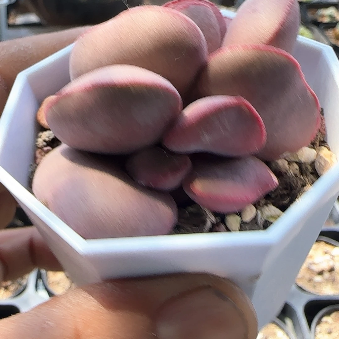 开播福利来啦39612