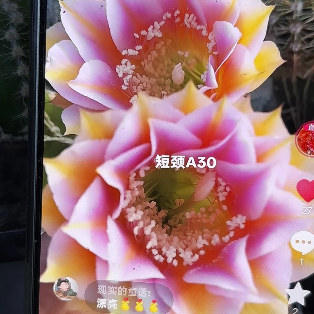 A30彩4-5 公分侧牙20包邮