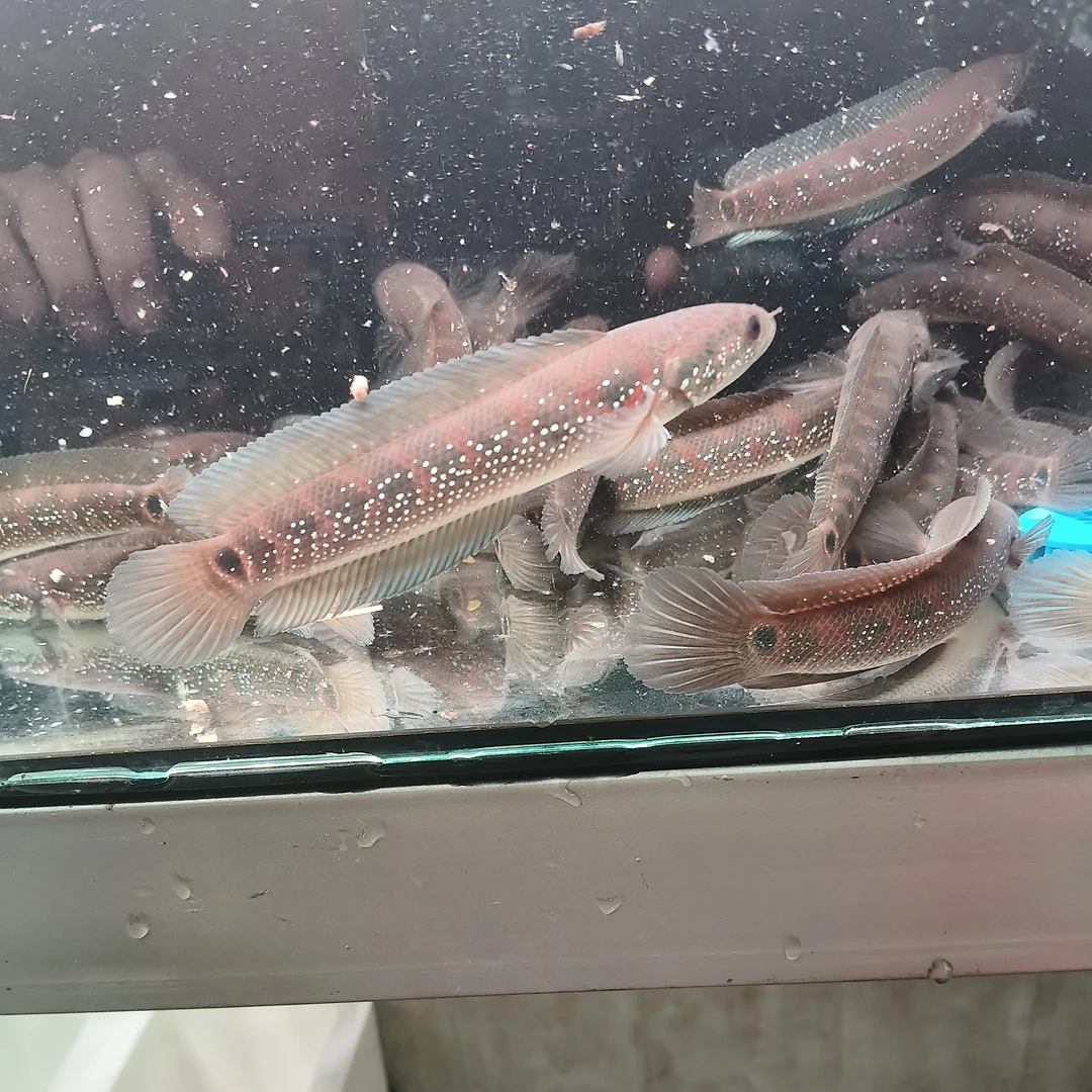 红月爆星雷龙一条