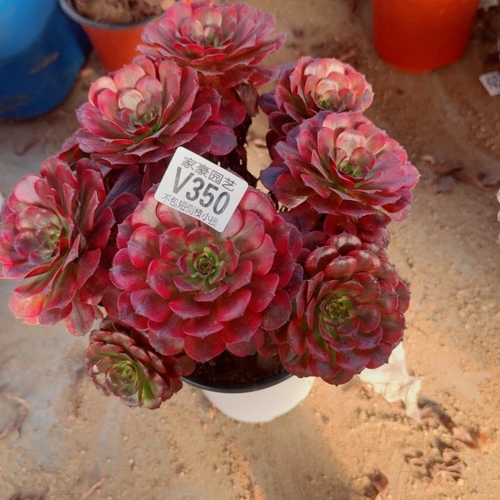 350美姬官服25左右2