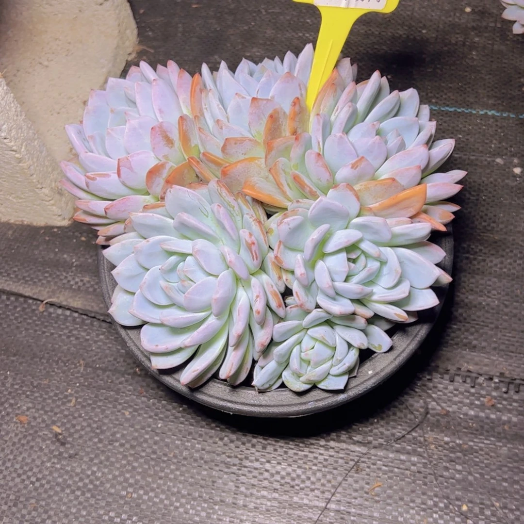 蝉***夏橙子6536多肉植物