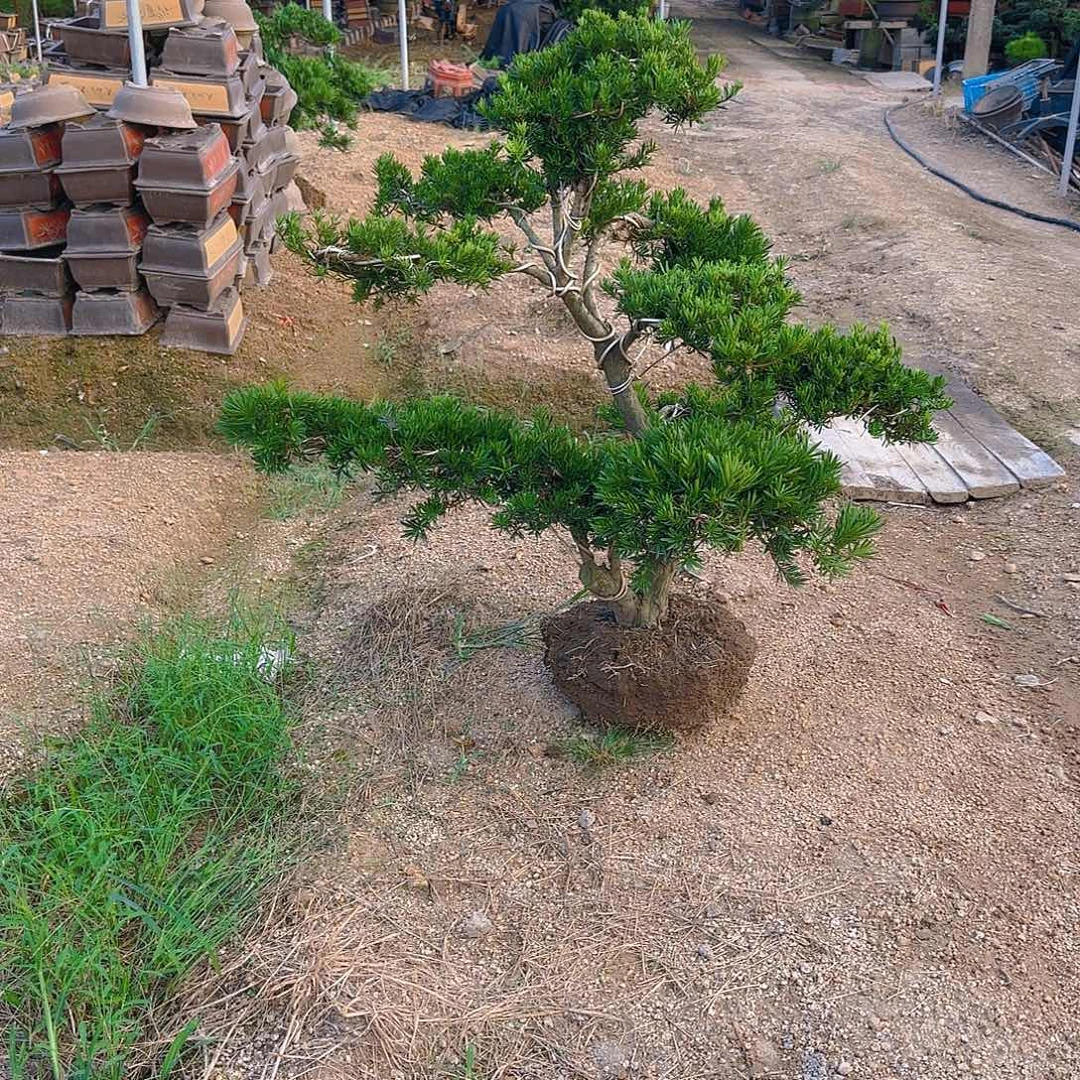 峰***无花朵罗汉松盆景艺术
