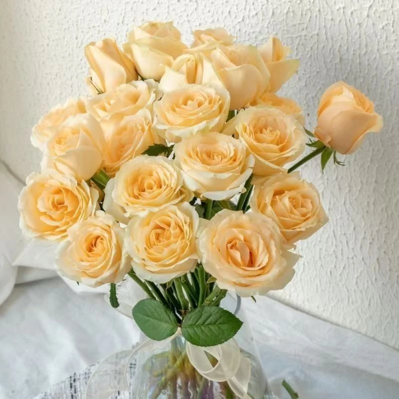 【高端花材】香槟玫瑰  浪漫鲜花 云南基地鲜切花现采现发