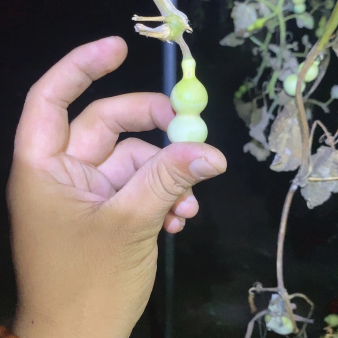 ˚****.毛豆等作物为主的