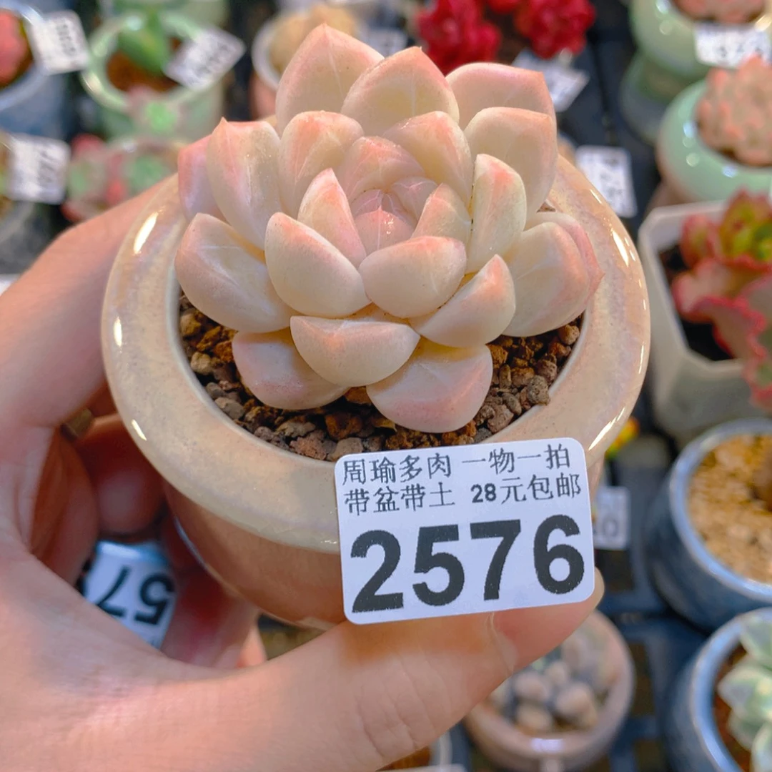 迪***妇5厘米盆精控多肉2576