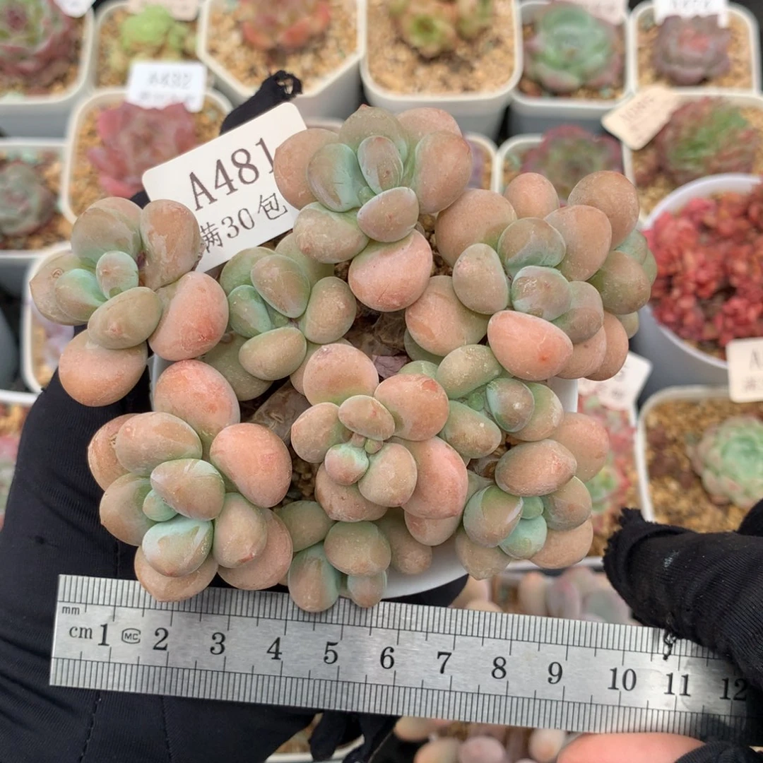 481洛神群多头冠服10