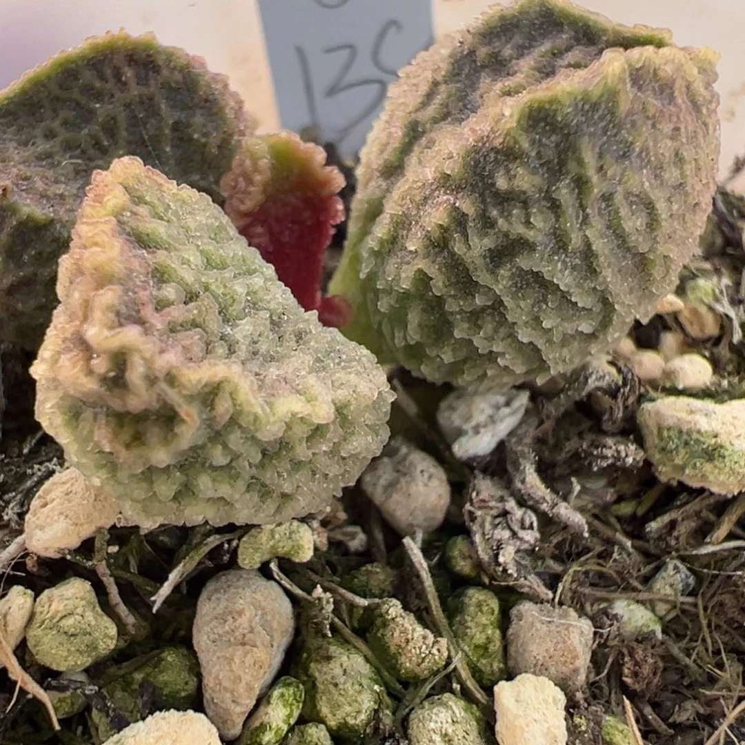 实生新品多肉植物水泡多肉植物