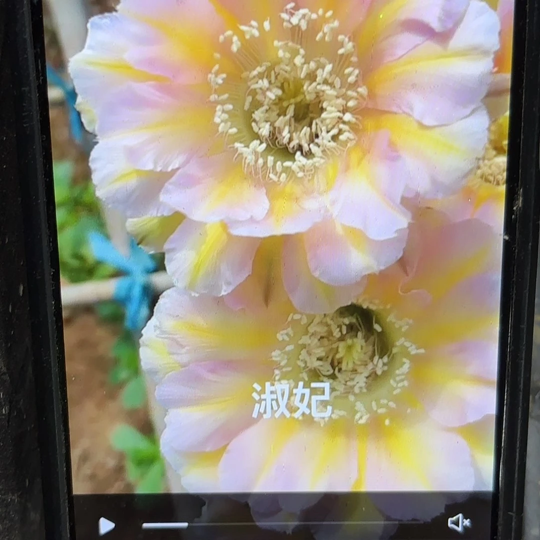 淑妃彩侧牙20包邮56