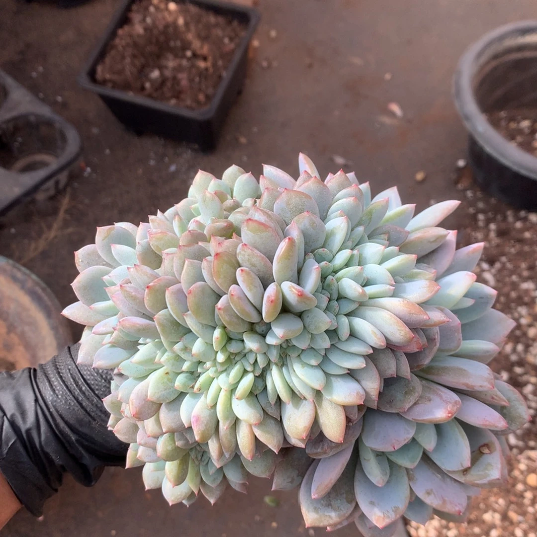 02号新疆西藏内蒙古不包邮有侧切